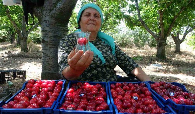 Çay bardağına sığmayan Lapseki kirazının hasadına başlandı