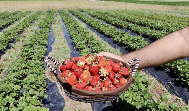 Çilek yetişmez denilen topraklardan 1 yılda 400 ton verim alındı