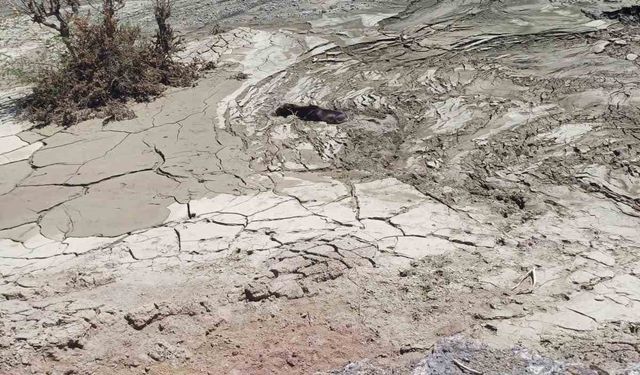 Diyarbakır’da bataklıkta mahsur kalan katır böyle kurtarıldı