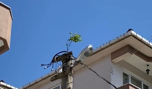 Elektrik direğinin tepesinde ağaç filizlendi