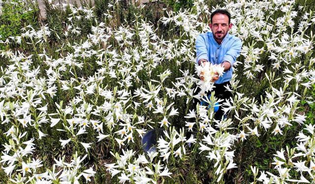 Faydaları saymakla bitmiyor, fiyatıyla dudak uçuklatıyor