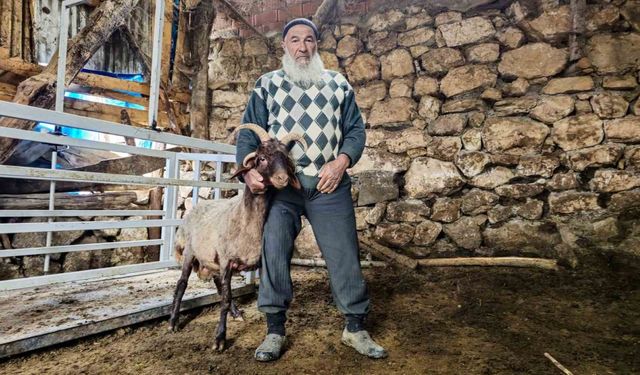 Fikir sahiplerini ikiye bölen soru: 4 boynuzlu koçun durumu "Alo Fetva 190" hattına soruldu