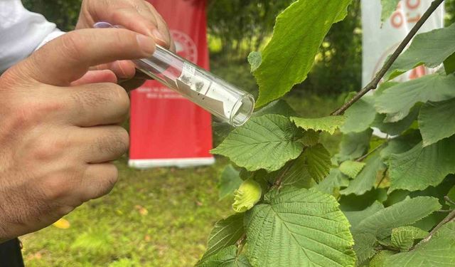 Kahverengi kokarca ile mücadele için doğaya samuray arıcıkları salındı