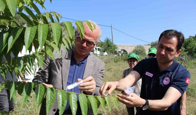 Karadeniz’i kahverengi kokarcadan samuray arılar koruyacak