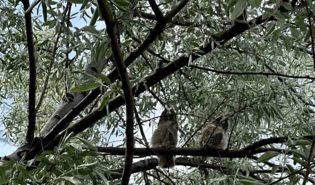 Kargaların saldırısına maruz kalan yavru baykuş için seferber oldular