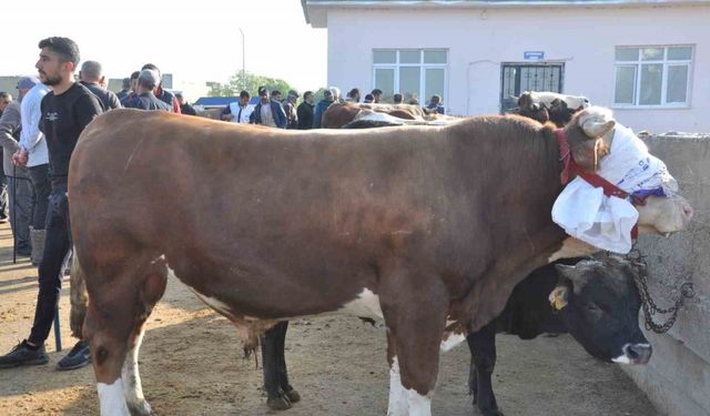 Kars’ta kurban satışları başladı