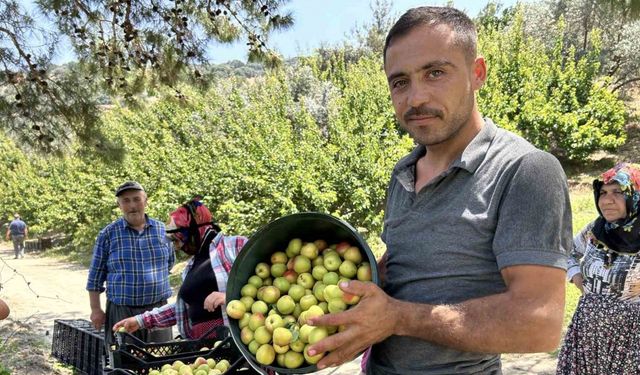 Kavurucu sıcakta zorlu hasat: Kayısı tarladan 25 TL ile 30 TL arasında alıcı buluyor