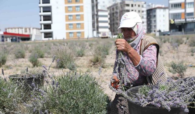 Kayseri’nin parfüm kokan mahallesi: Erkilet