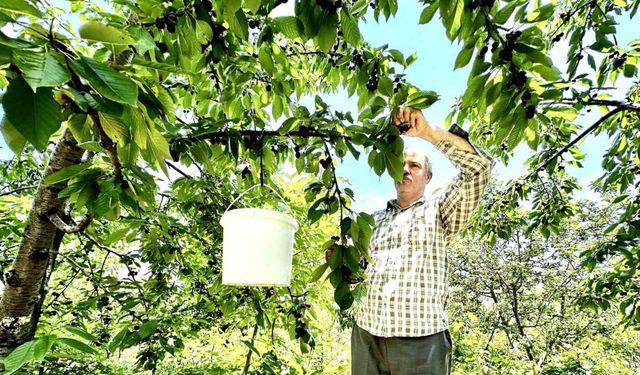 Kiraz üreticisi günlük 2 bin TL’ye işçi bulamıyor