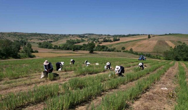 Kocaeli’de kekik hasadı başladı