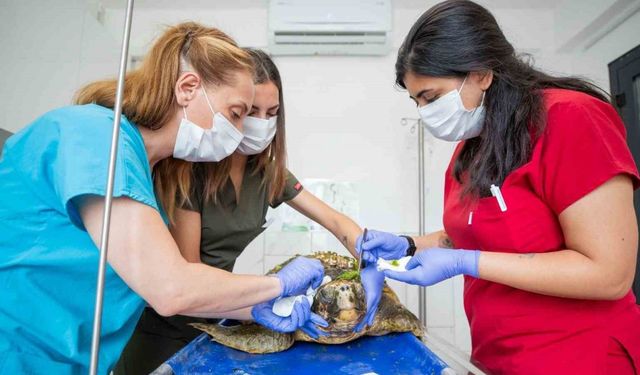 Körfez’deki yaralı caretta caretta kurtarıldı