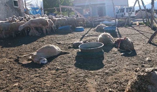 Malatya’da ağıla giren kurt 8 koyunu telef etti