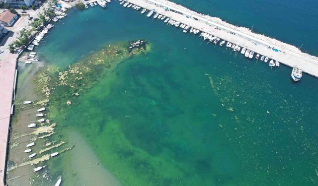 “Marmara’nın İncisi” Çınarcık’ta denizin içler acısı hali