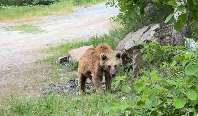 Maskot ayılar ziyaretçilerin korkulu rüyası oldu