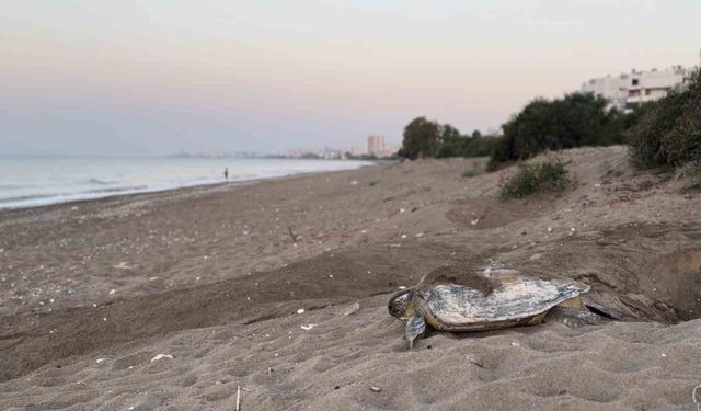 Mersin, sezonluk misafirlerini ağırlıyor