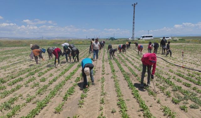 Mevsimlik tarım işçileri ekmek parası için ter döküyor