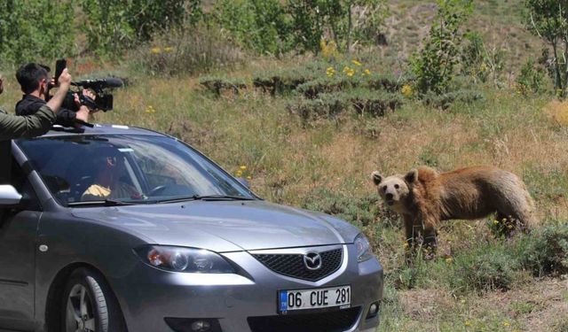 Nemrut’un maskotu ayıları görenler telefonlarına sarılıyor