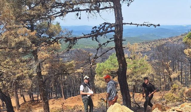 Orhaneli’ndeki yangında 96 hektar orman kül oldu, ağaçlandırma çalışması başladı