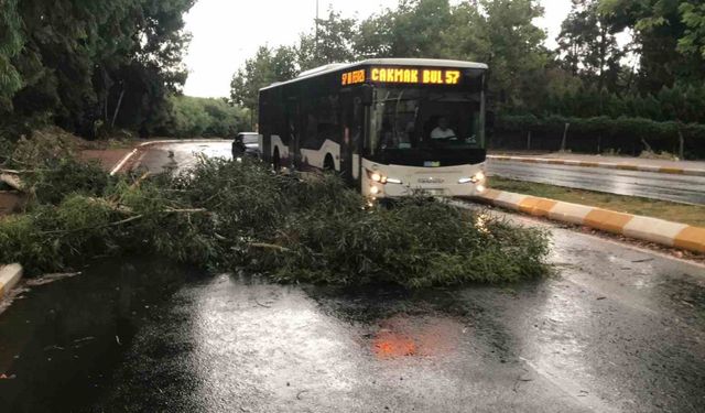 Şanlıurfa’da fırtınada ağaçlar devrildi, yollar göle döndü