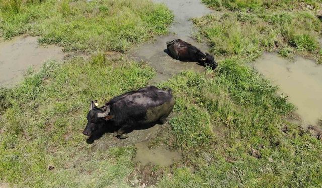 Sıcaktan bunalan mandalar çareyi çamur banyosunda buldu