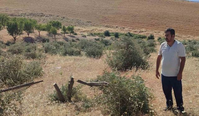 Tarlaya gidince gözlerine inanamadı