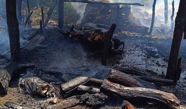 Tokat’ta çıkan yangında 2 büyükbaş hayvan telef oldu