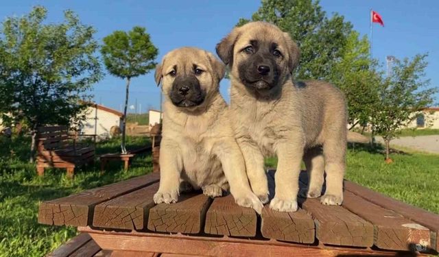 Uzmanı açıkladı, sokak köpeği sorununun çözümü doğru çiftleştirmeden geçiyor