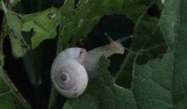 Van’da yoğun bir şekilde görülen salyangozlar vatandaşı tedirgin ediyor