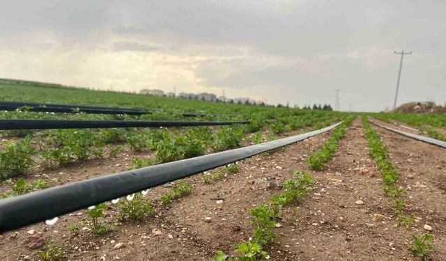 Yağışlar üreticinin yüzünü güldürse de yeraltı sularındaki seviye düşündürüyor