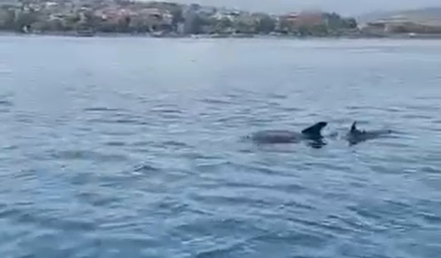 Yalova açıklarında yunusların görsel şöleni