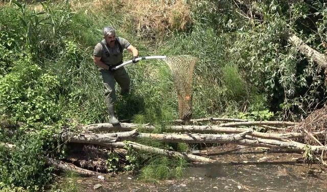 Yalova’da ıslah çalışması yapılan deredeki kaplumbağalar nakledildi