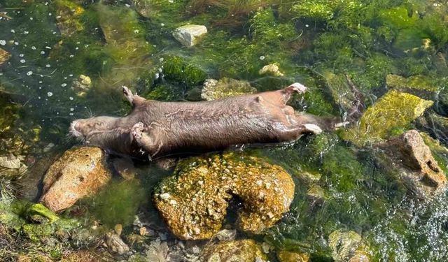 Yalova’da kıyıya ölü su samuru vurdu