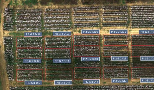Yapay zeka ile pamuk verimini artıracak buluşa patent
