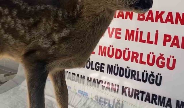 Yavru karaca Sinop’ta tedavi altına alındı