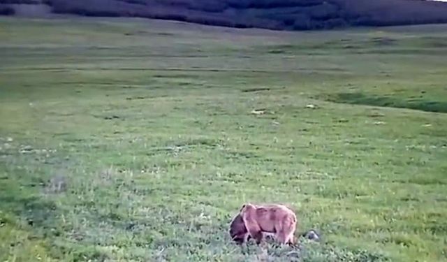 Yeşeren otlarla beslenen bozayı böyle görüntülendi