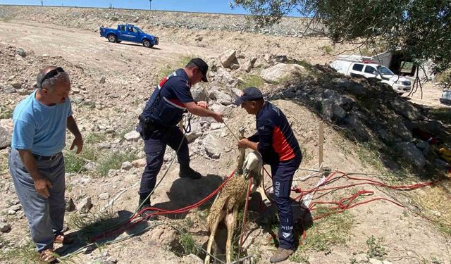 Yolcunun çay molası kuyuya düşen koyunu kurtardı