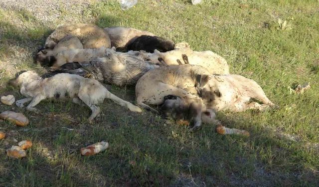 Yozgat’ta 20’nin üzerinde sokak köpeği ölü bulundu