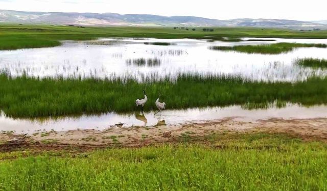 Yozgat’ta turnaların görsel şöleni havadan görüntülendi