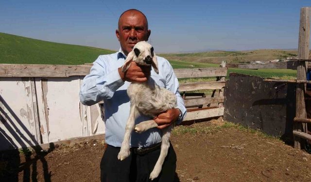 Yozgat’ta üç bacaklı kuzu hayrete düşürdü