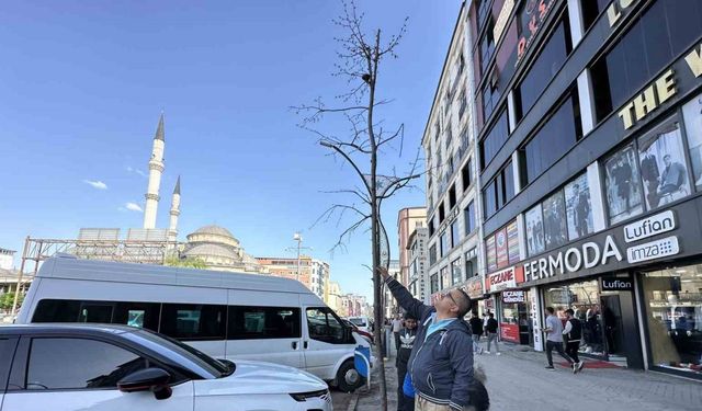 Yüksekova’da ilginç görüntü: Yolun bir tarafındaki ağaçlar kurudu, diğer tarafındakiler yeşillendi