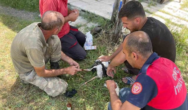 Yuvadan düşen yavru leyleklerin imdadına itfaiye ekipleri yetişti