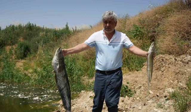 Zehir akan Nilüfer Çayı’nda balık katliamı