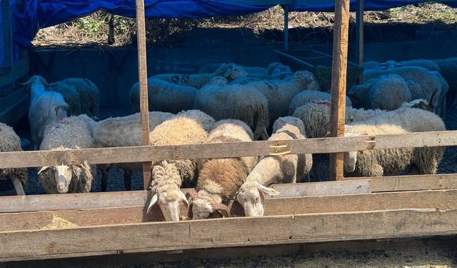 Zonguldak’ta kurban bayramına sayılı günler kala kurbanlık pazarında hareketlilik başladı