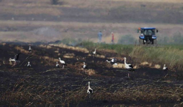 Anız yangını ile zarar gören tarlada leylek sürüleri ilginç bir görüntü oluşturdu