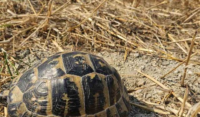 Anız yangınında mahsur kalan kaplumbağayı itfaiye kurtardı