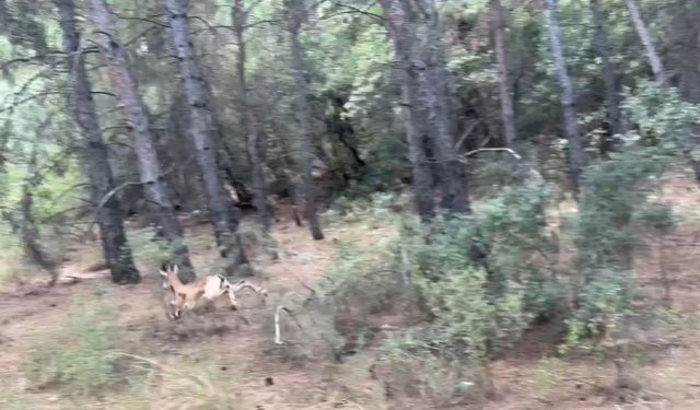 Antalya’da yaralı halde şehirde dolaşan yavru yaban keçisi yakalandı