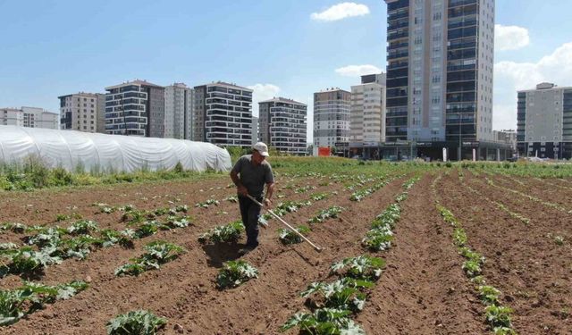 Apartmanlar arasında tarım