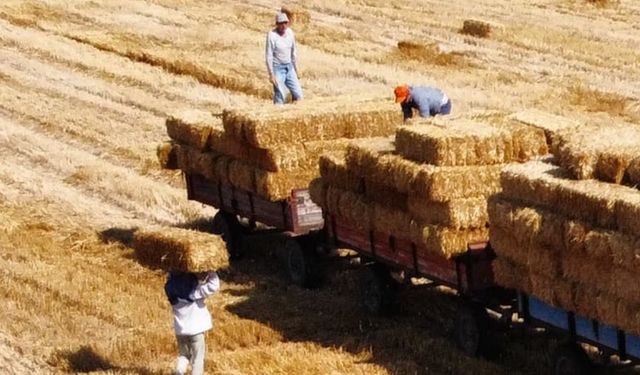 Babaeski’de balya işçilerinin 38 derece sıcaklıkta zorlu mesaisi