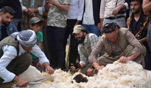 Beytüşşebap’ta besiciler Kuzu Kırkma Festivali’nde birincilik için mücadele etti