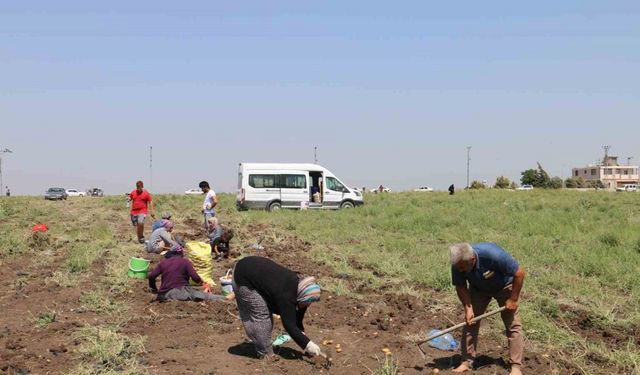 Depremzede çiftçi 350 dönümlük arazisindeki patatesi hayrına vatandaşlara bıraktı